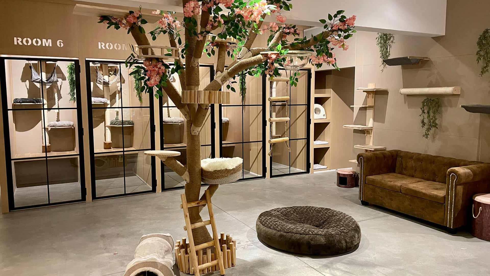 Accueil Cat s Boutique Hotel Cat s Hotel