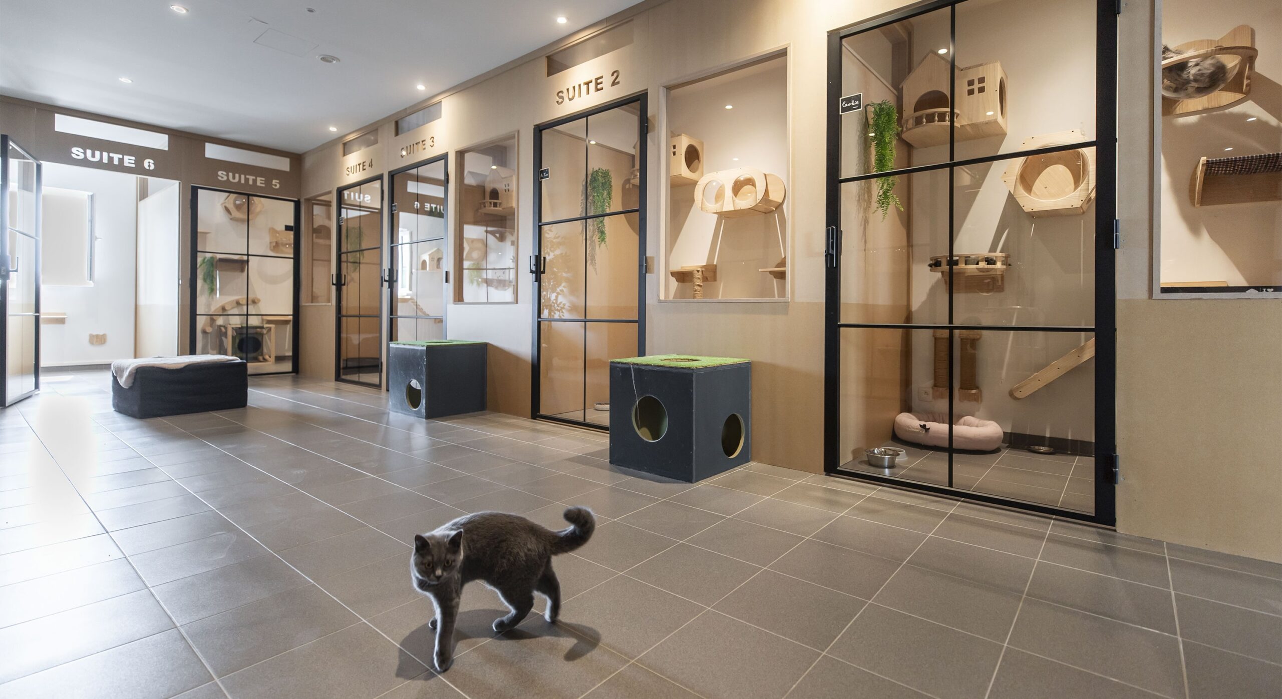 cat's boutique hôtel
