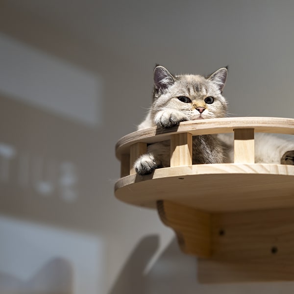 cat's boutique hôtel