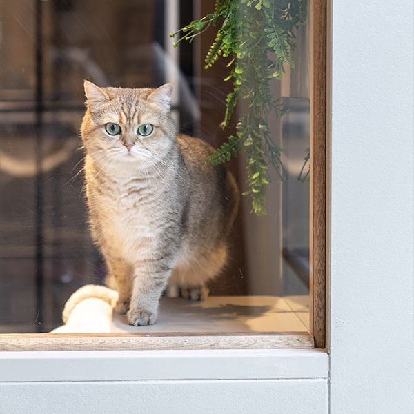 cat's boutique hôtel