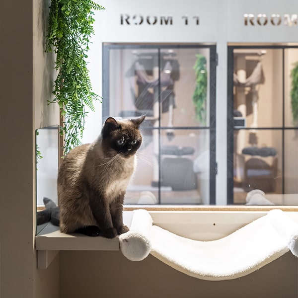 cat's boutique hôtel