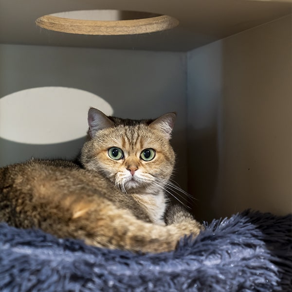 cat's boutique hôtel