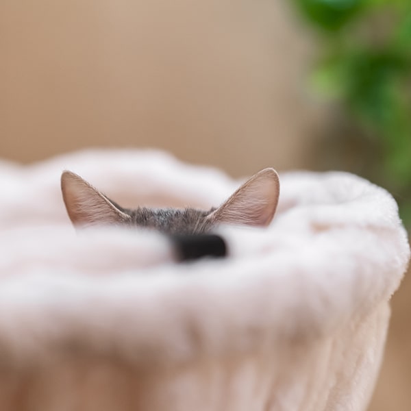 cat's boutique hôtel