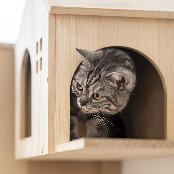 cat's boutique hôtel