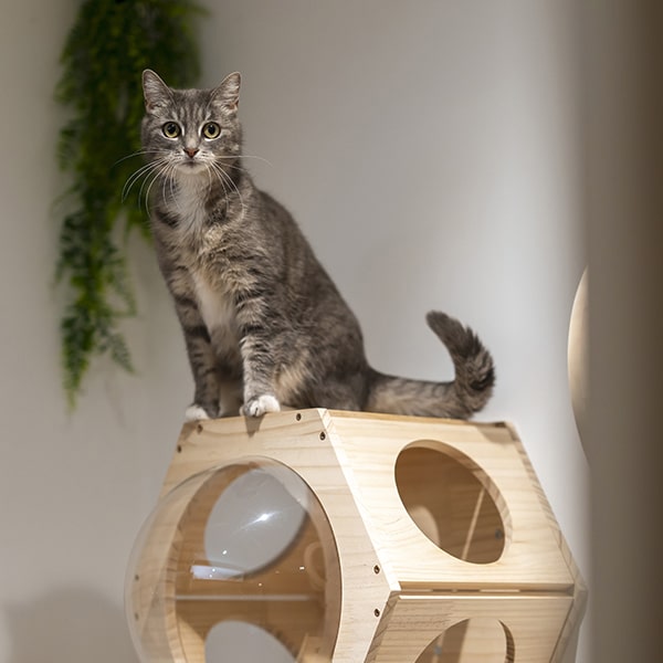 cat's boutique hôtel