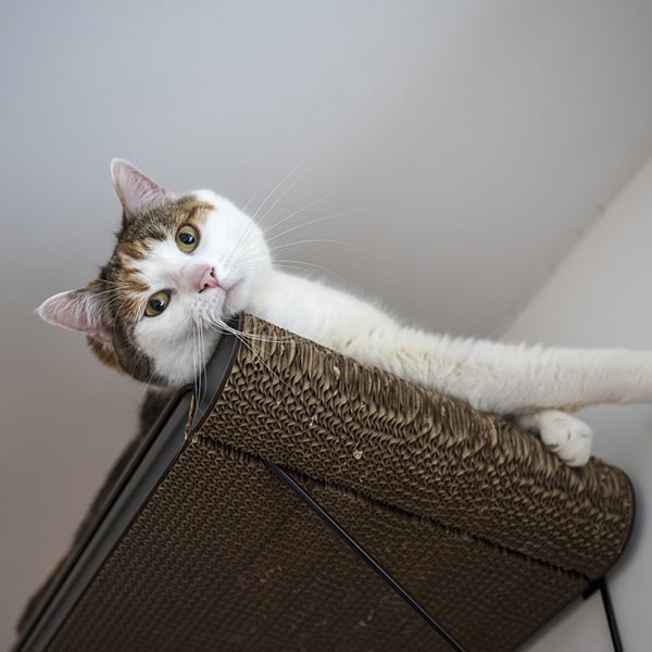 cat's boutique hôtel
