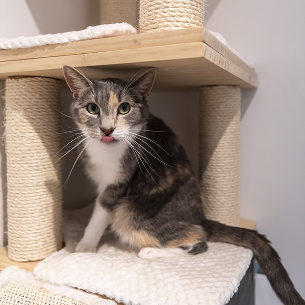 cat's boutique hôtel