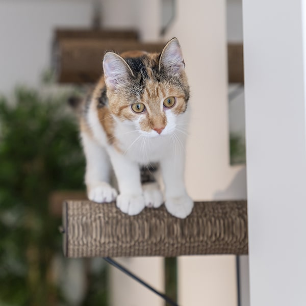 cat's boutique hôtel