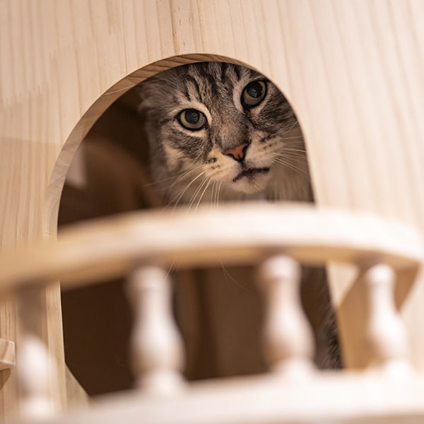cat's boutique hôtel