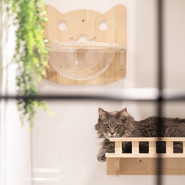 cat's boutique hôtel