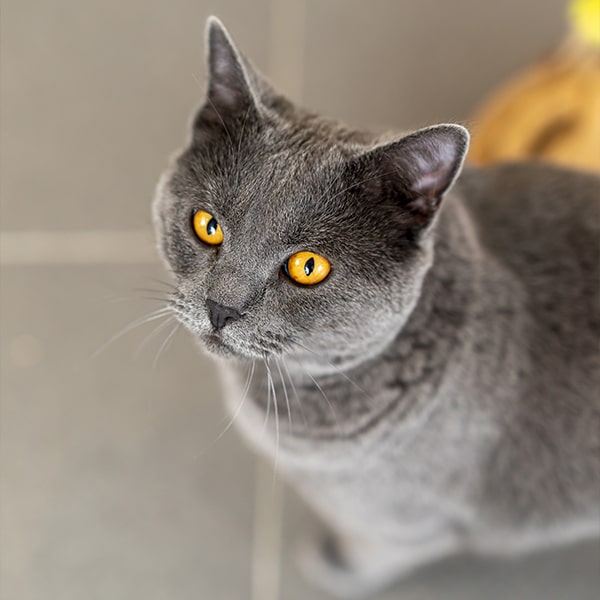cat's boutique hôtel