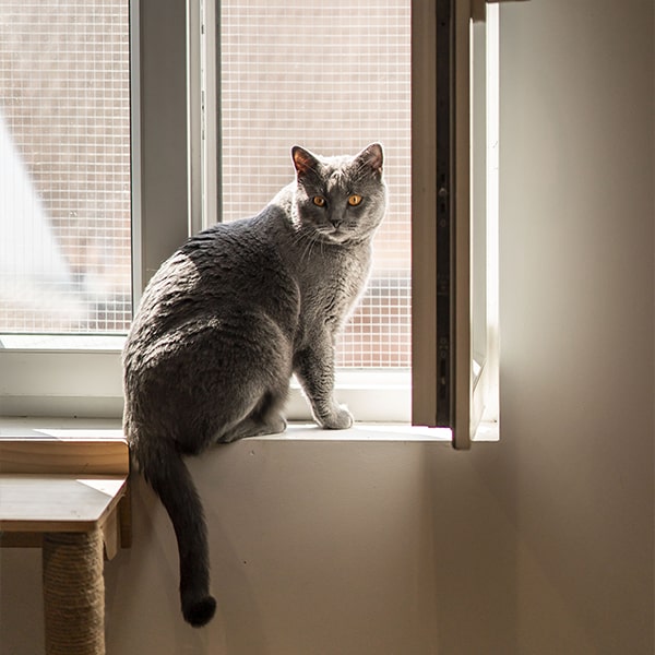 cat's boutique hôtel