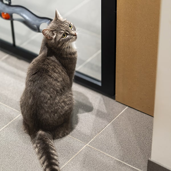 cat's boutique hôtel
