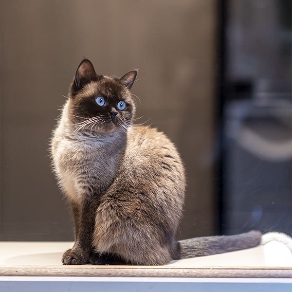 cat's boutique hôtel